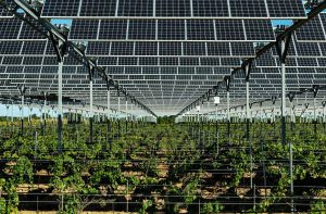 Sun’Agri retenu pour l’appel d’offres « solaire photovoltaïque innovant »
