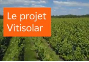 EDF et ses partenaires trinquent à Vitisolar : un projet expérimental d’agrivoltaïsme sur vignes