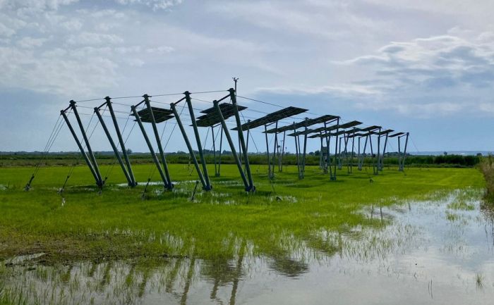 EDF Renouvelables inaugure un démonstrateur d’agrivoltaïsme sur rizière à Beaucaire