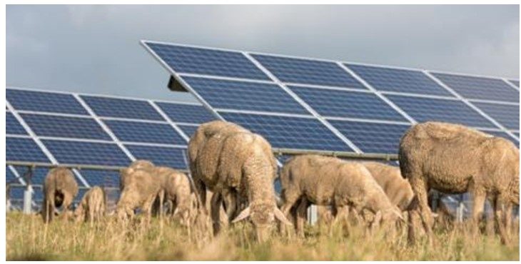 TotalEnergies acquiert cinq projets photovoltaïques en Roumanie