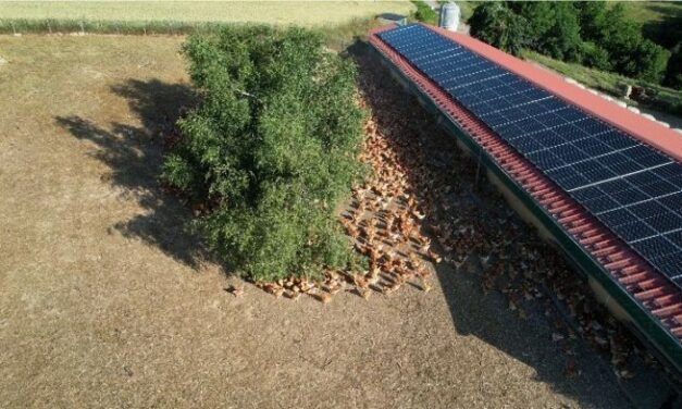 Une ferme avicole auvergnate installe 500 panneaux solaires bas carbone Solarwatt