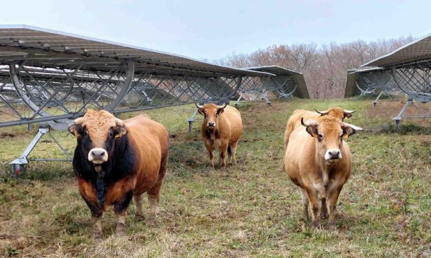 Reden, pionnier de l’essai en matière d’élevage bovin sur parc agrivoltaïque