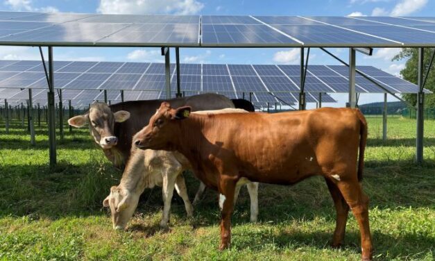 Un parc agrivoltaïque bovin alimente une usine Nestlé