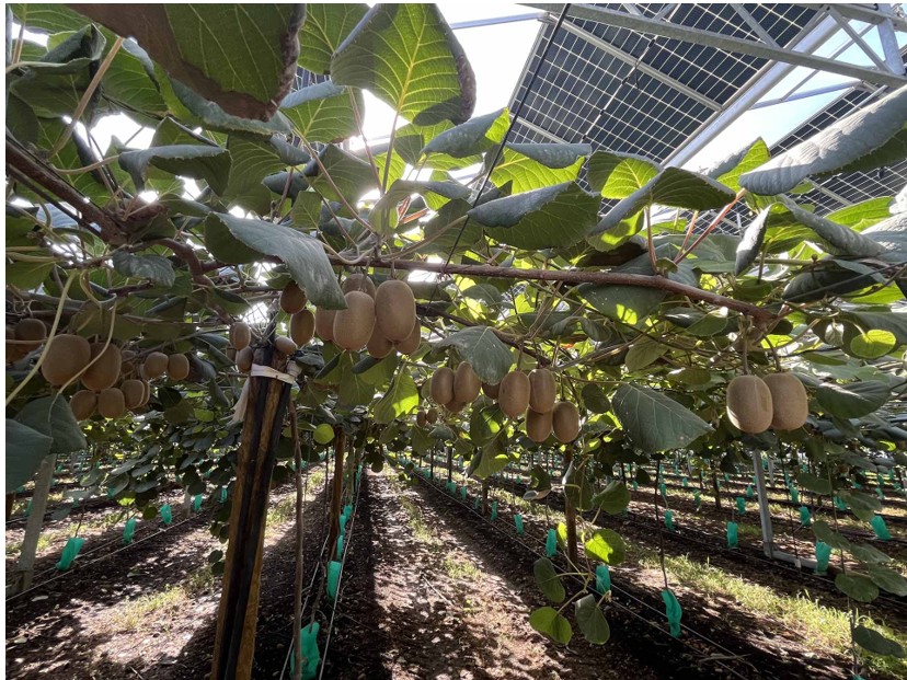Deux nouvelles serres agrivoltaïques Reden dédiées à une variété inédite de kiwi jaune