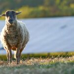 Neoen lance la construction de trois nouveaux parcs solaires en France pour une capacité totale de 230 MWc