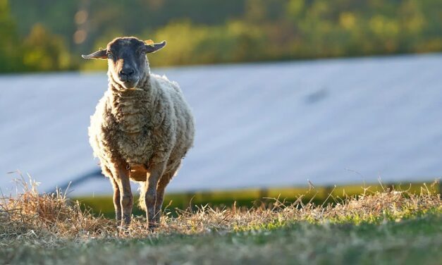Neoen lance la construction de trois nouveaux parcs solaires en France pour une capacité totale de 230 MWc