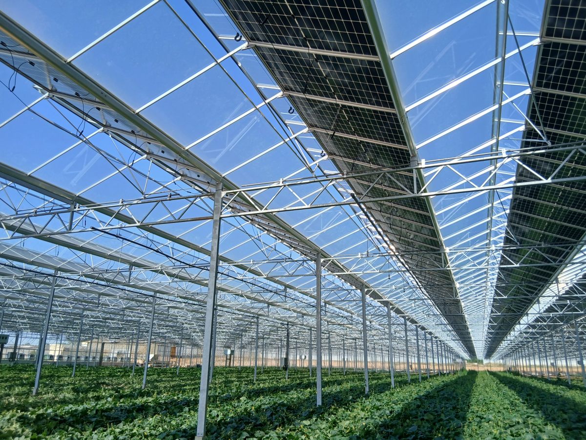 Serre agrivoltaïque de Reden à Chenillé-Champteussé (Maine-et-Loire)