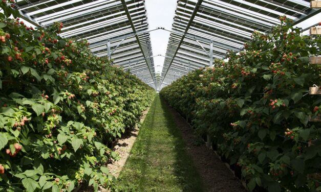 AgriVoltaics Industry Forum Europe | 13 et 14 octobre à Bordeaux