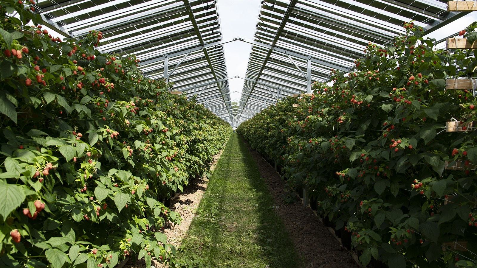 AgriVoltaics Industry Forum Europe 2026, les 13 et 14 octobre au château Gassies à Bordeaux