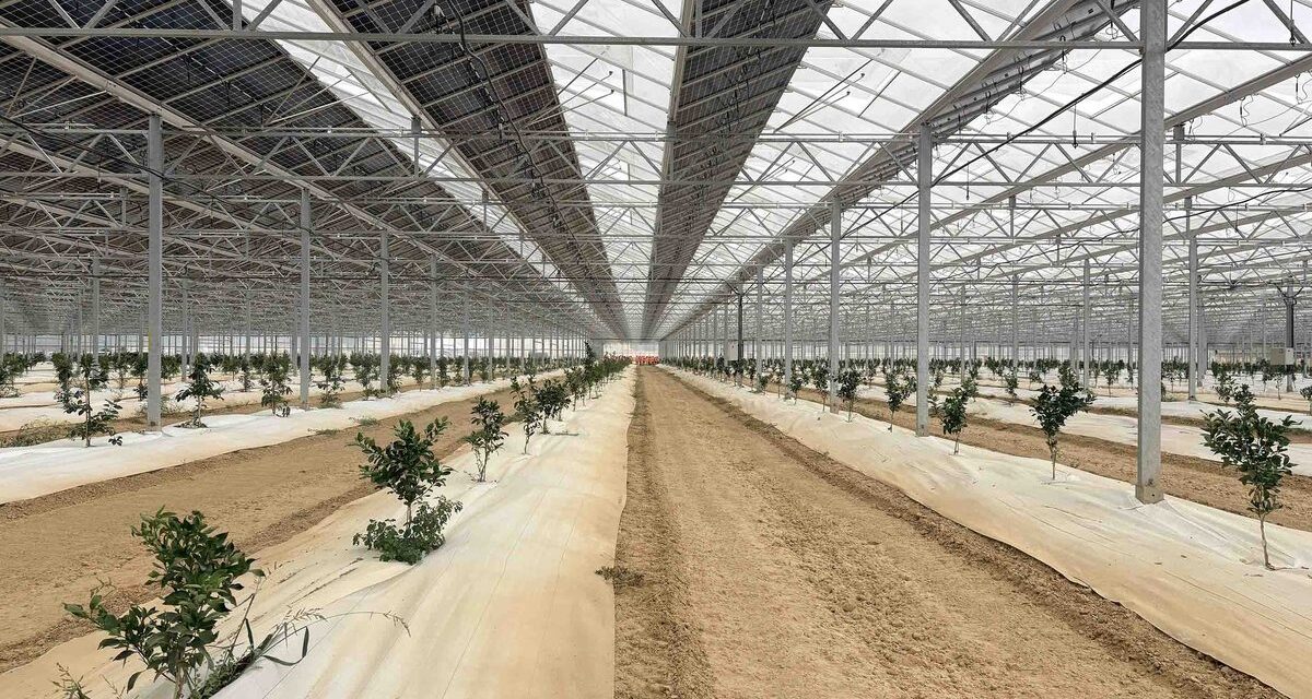 Reden inaugure la première serre agrivoltaïque du Gers, consacrée à un agrume japonais