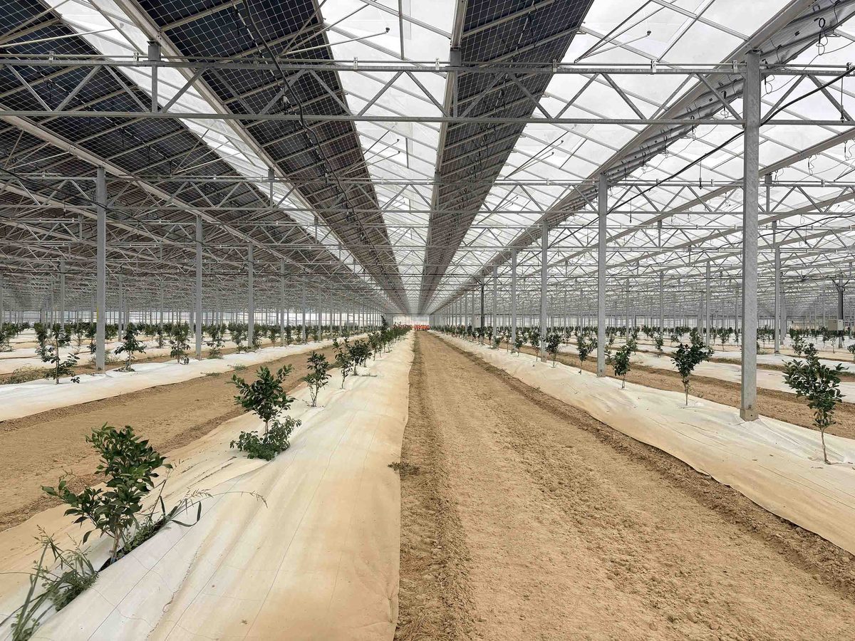 Intérieur de la serre agrivoltaïque de Reden à Castet-Arrouy, rangées de jeunes agrumes sous la toiture photovoltaïque